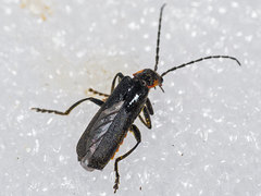 Cantharis pulicaria