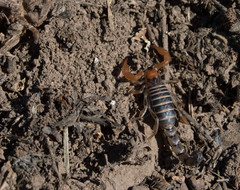 Bothriurus prospicuus