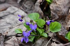 Viola odorata