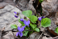 Viola odorata
