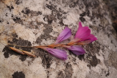 Dierama plowesii