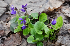 Viola odorata
