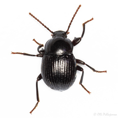 Accanthopus velikensis