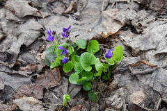Viola odorata