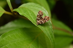 Choreutis japonica