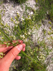 Galium octonarium