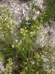 Galium octonarium