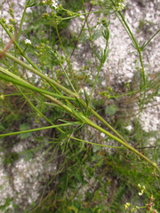 Galium octonarium