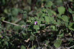 Lantana megapotamica