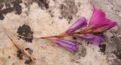 Dierama plowesii