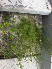 Asperula tephrocarpa