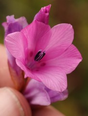 Dierama plowesii