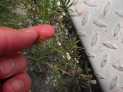 Asperula tephrocarpa
