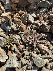 Streptanthus barbiger