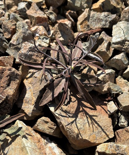 Image of Streptanthus barbiger by (c) Roger Raiche, some rights reserved (CC BY)