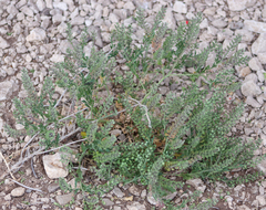 Lepidium lasiocarpum wrightii