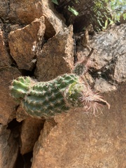 Echinocereus sciurus