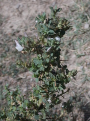 Ononis spinosa antiquorum