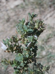 Ononis spinosa antiquorum