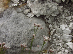 Asperula tephrocarpa