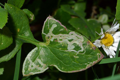 Phytomyza marginella