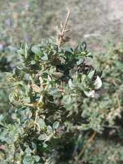 Ononis spinosa antiquorum