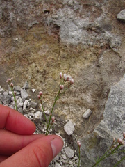 Asperula tephrocarpa