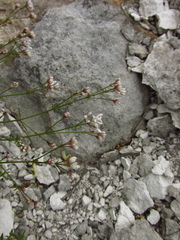 Asperula tephrocarpa