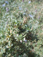 Ononis spinosa antiquorum