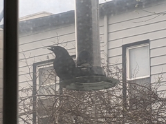 Quiscalus quiscula