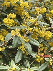 Bombus impatiens