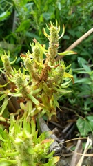 Rumex fueginus