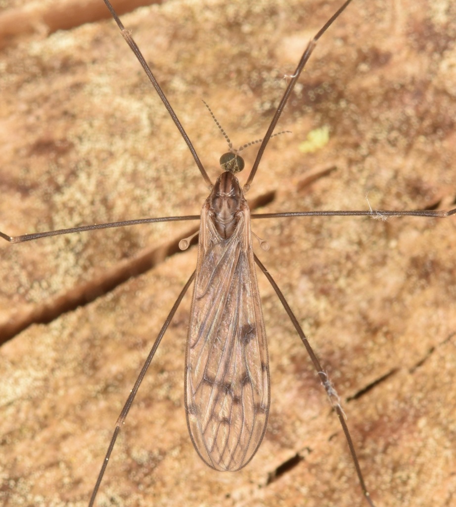 Achyrolimonia neonebulosa
