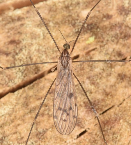 Achyrolimonia neonebulosa