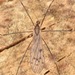 Metalimnobia novaeangliae - Photo (c) skitterbug, algunos derechos reservados (CC BY), subido por skitterbug