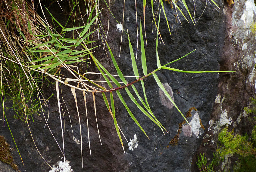 rigid velvet grass