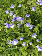 Veronica persica