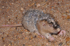 Geomys attwateri
