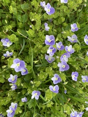 Veronica persica