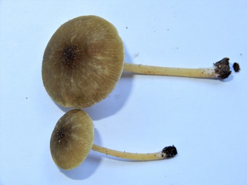 Pluteus pauperculus image