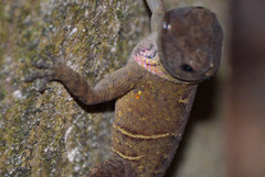 Anolis uniformis