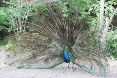 Pavo cristatus