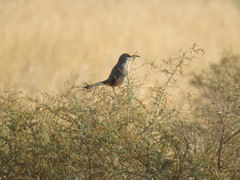 Toxostoma lecontei macmillanorum