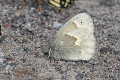 Coenonympha california eryngii