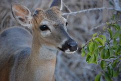 Odocoileus virginianus clavium