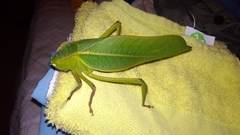 Steirodon dentatum