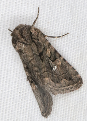 Ulolonche orbiculata