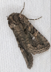 Ulolonche orbiculata