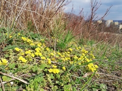 Potentilla incana