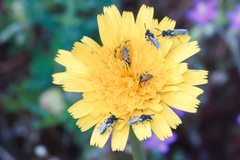 Panurginus albopilosus